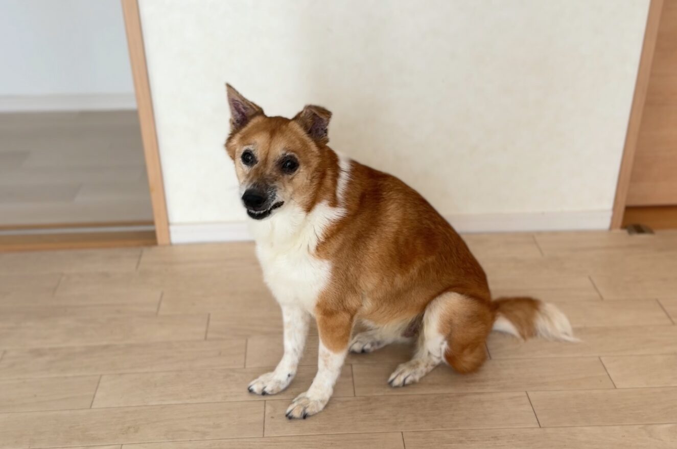 犬
